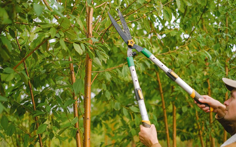 Tree trimming in Oconto, NE